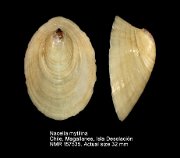Nacella mytilina (2)